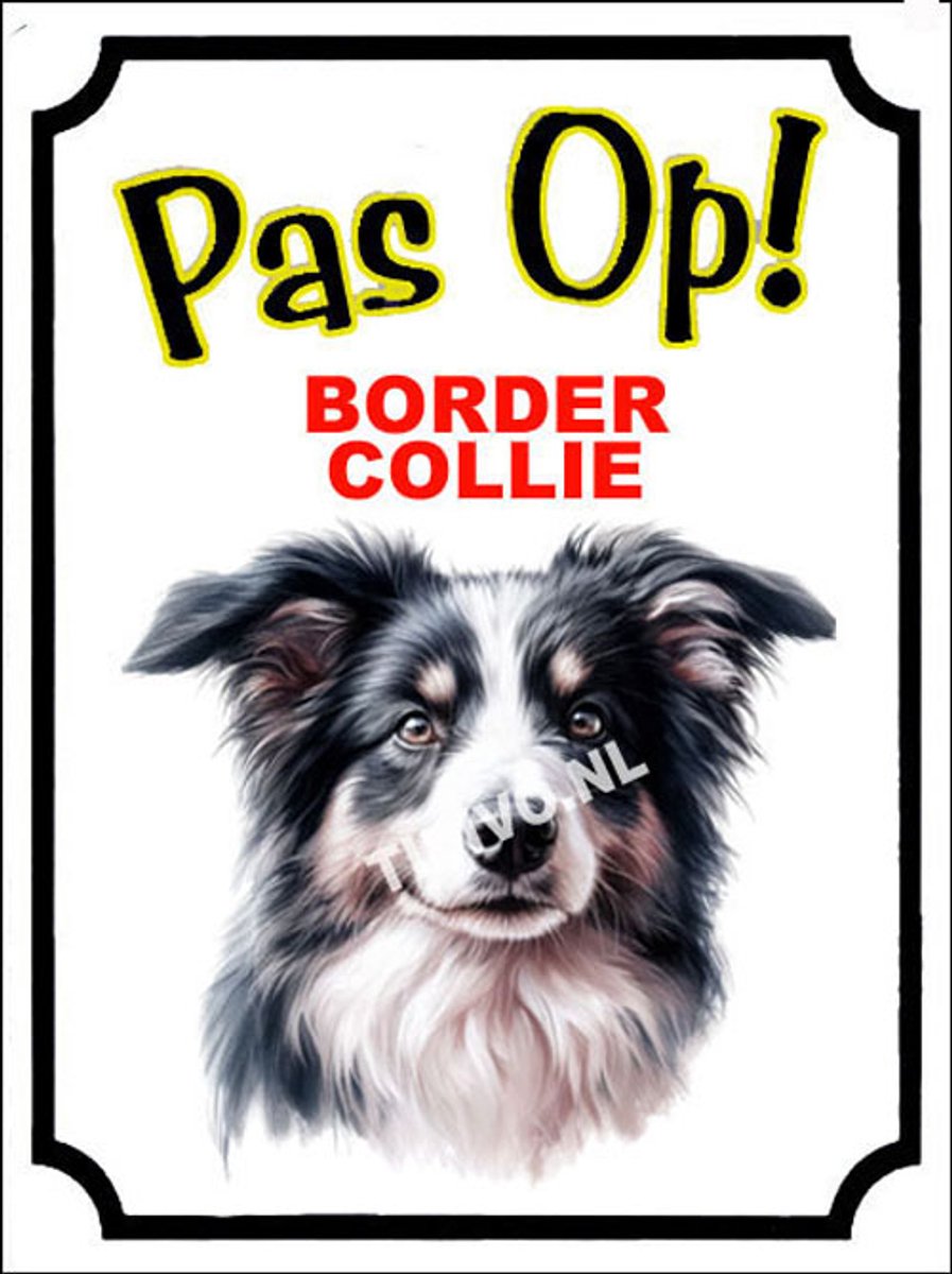 Border Collie 16