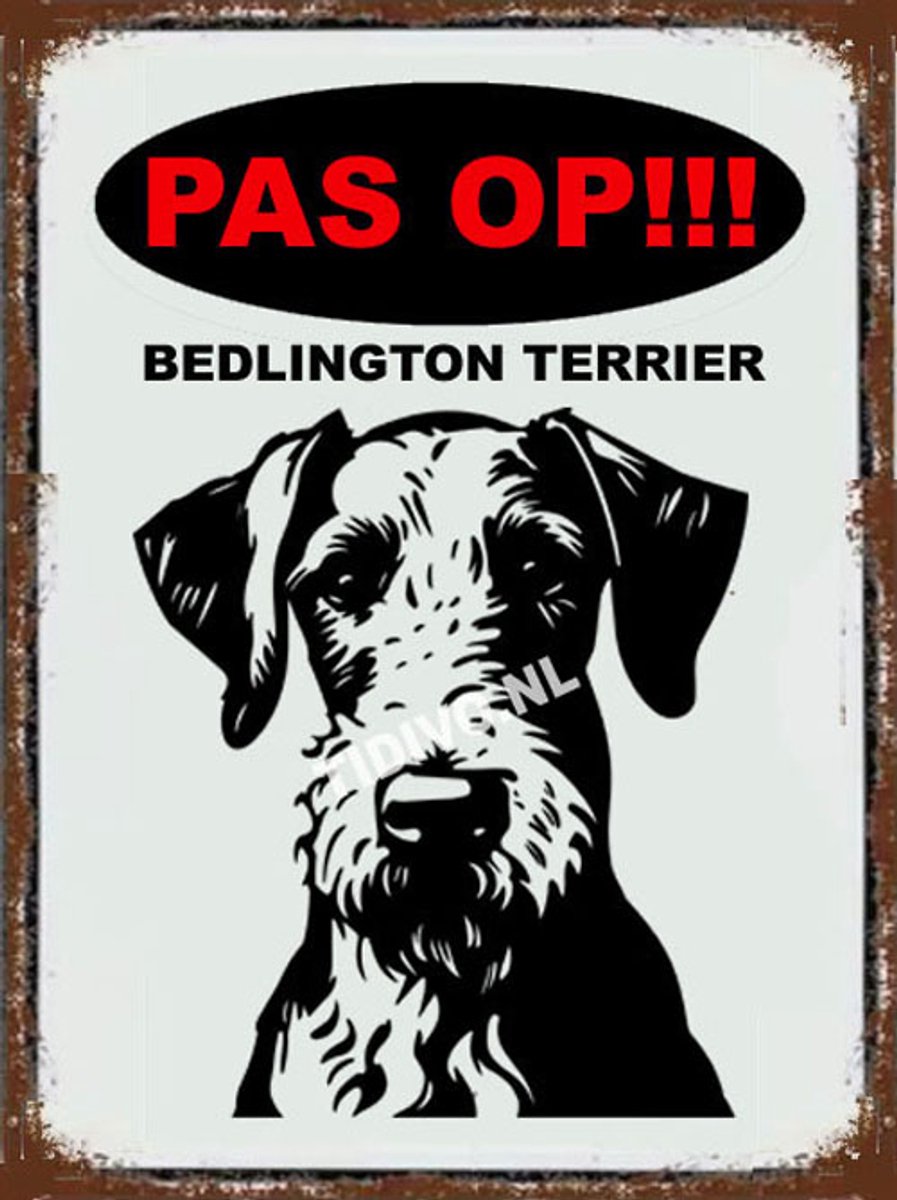 Bedlington Terrier 17