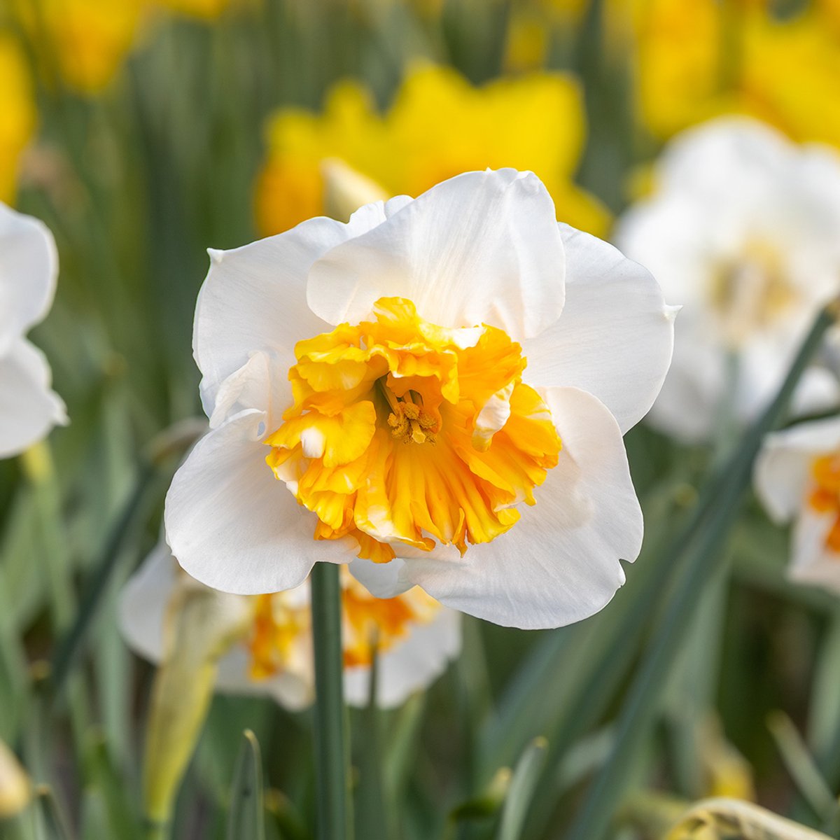 Narcis Dolly Mollinger | 10 stuks | Oranje | Wit | Narcissenbollen