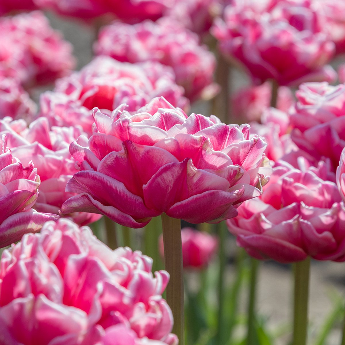 Tulp Let's Dance | 10 stuks | Roze | Wit | Tulpenbollen