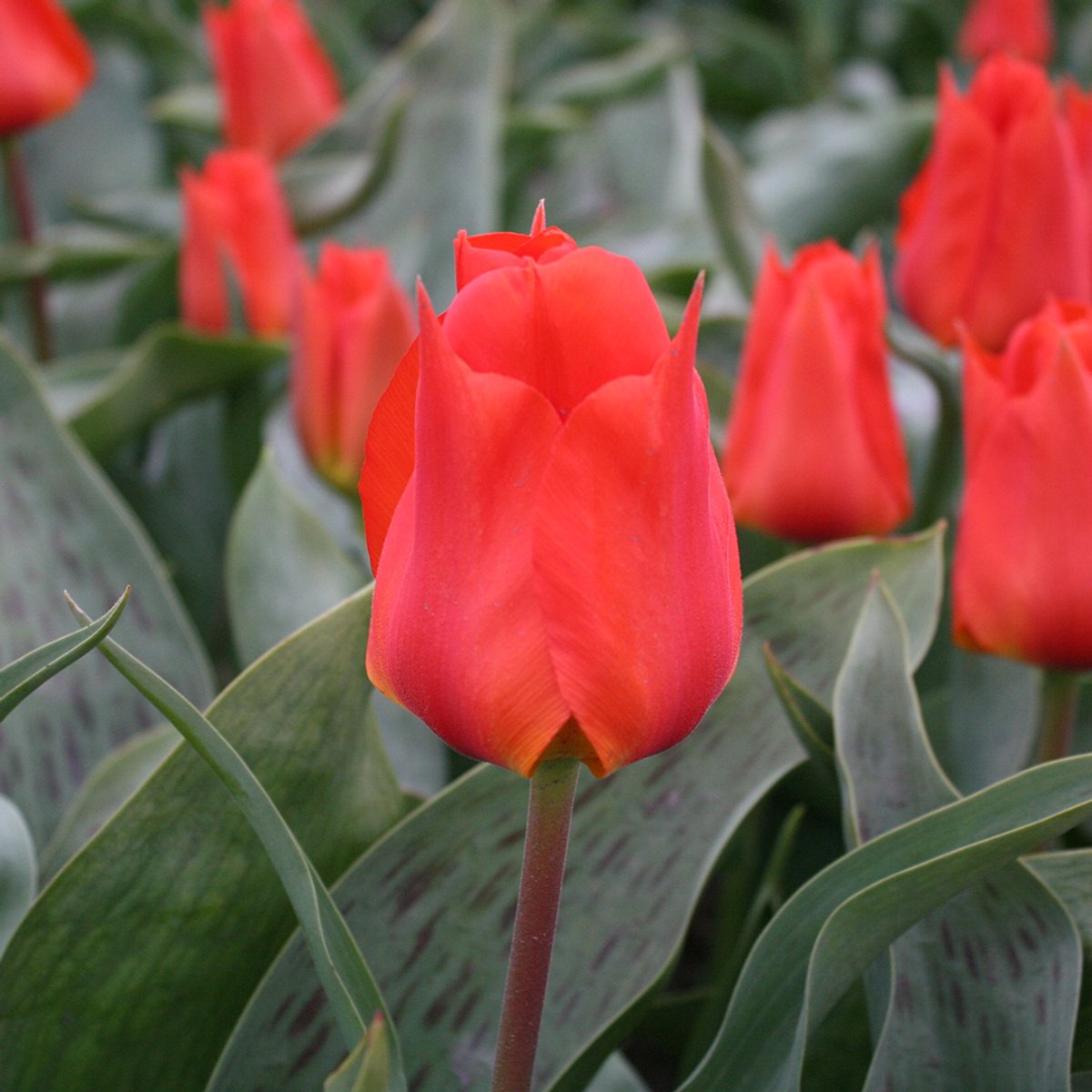 Tulp Miramare | 10 stuks | Oranje | Rood | Tulpenbollen
