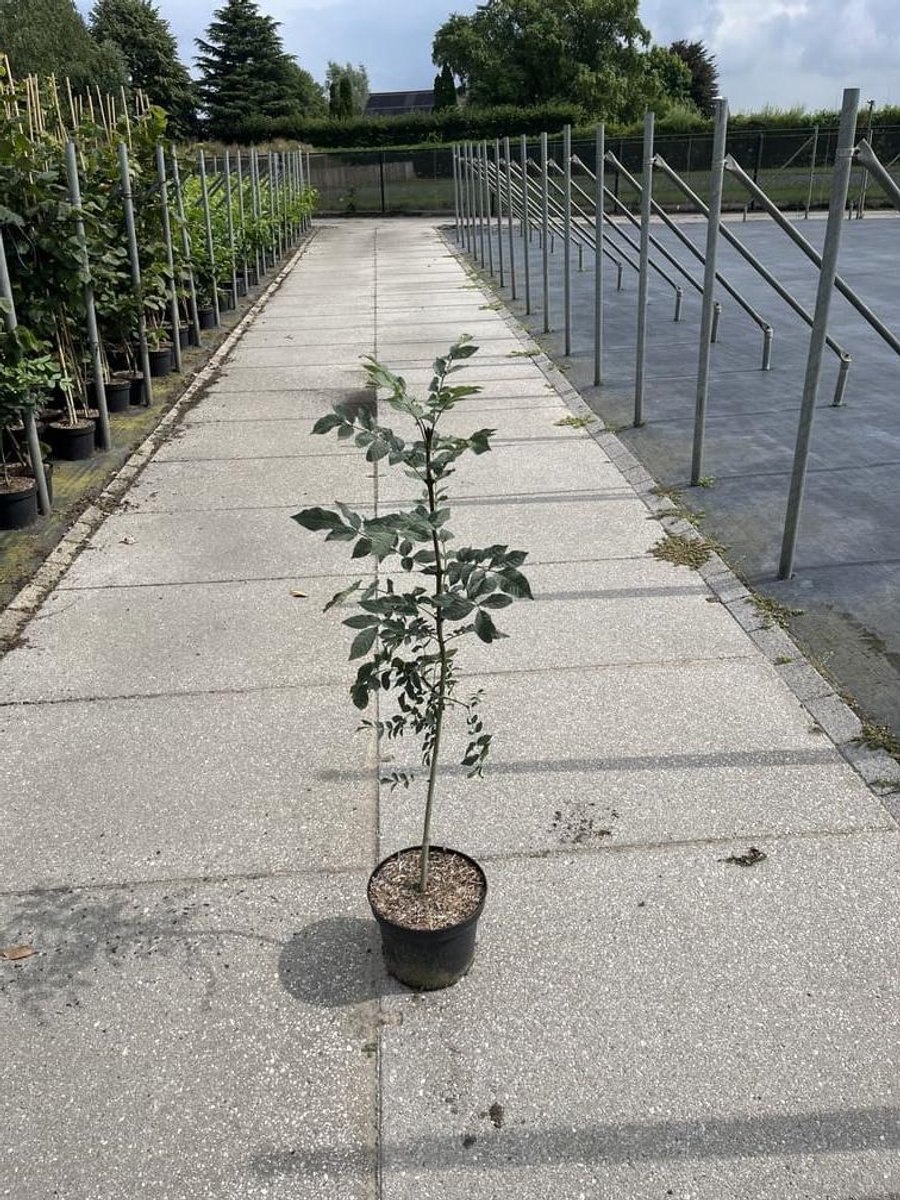 Es / Gewone es 80-100 cm (in pot) - Fraxinus excelsior - Ø23 cm - inheemse plant - vochtige standplaats - snelle groeier
