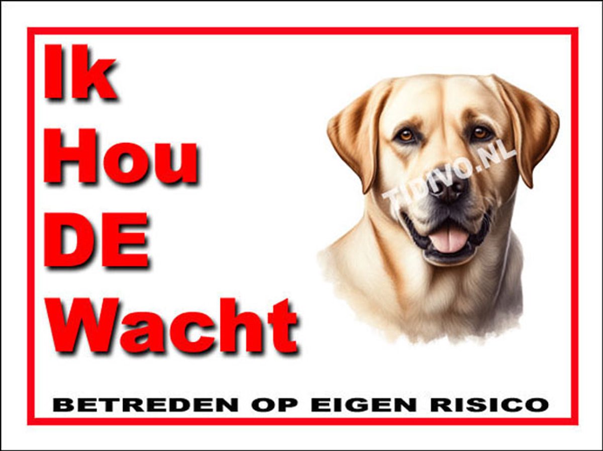 Labrador Retriever 7