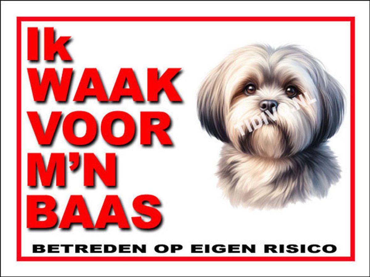 Lhasa Apso 9