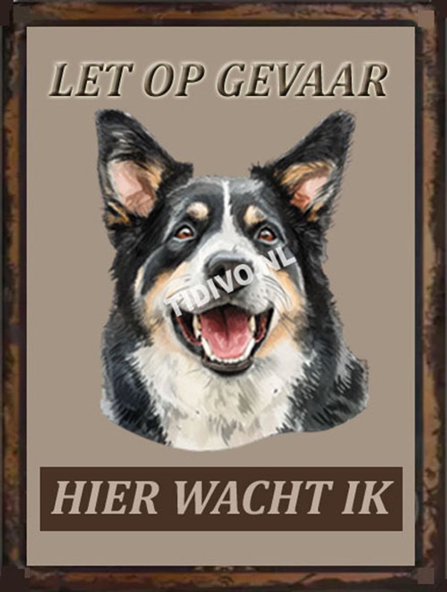 Lapponian Herder 18