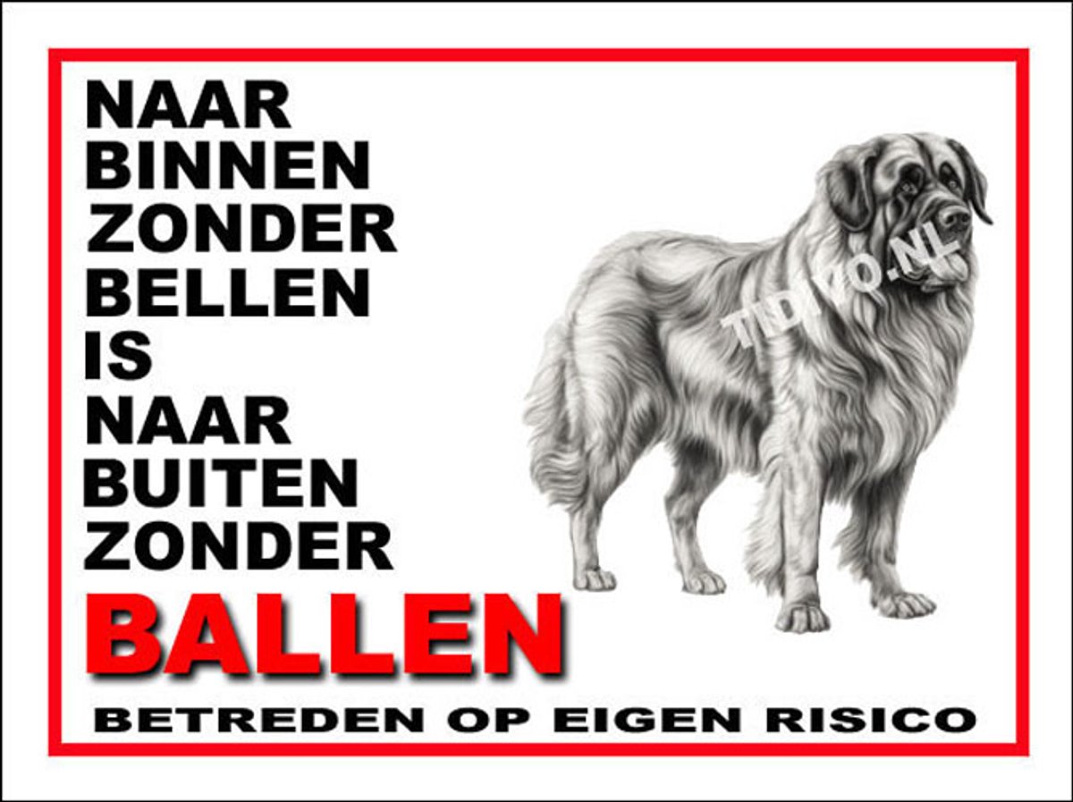 Leonberger 11