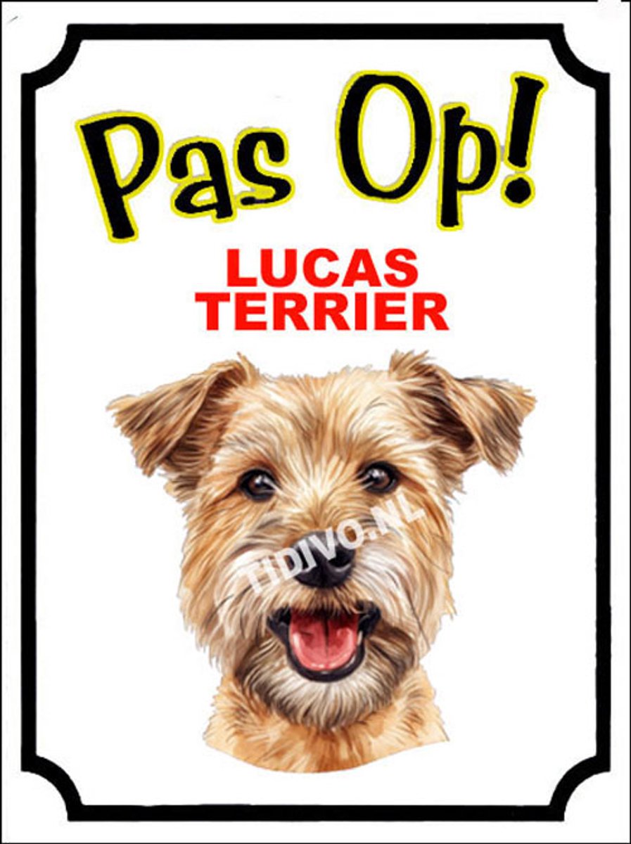 Lucas Terrier 16