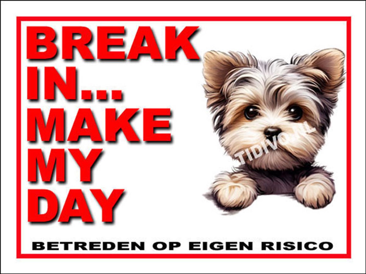 Morkie 1