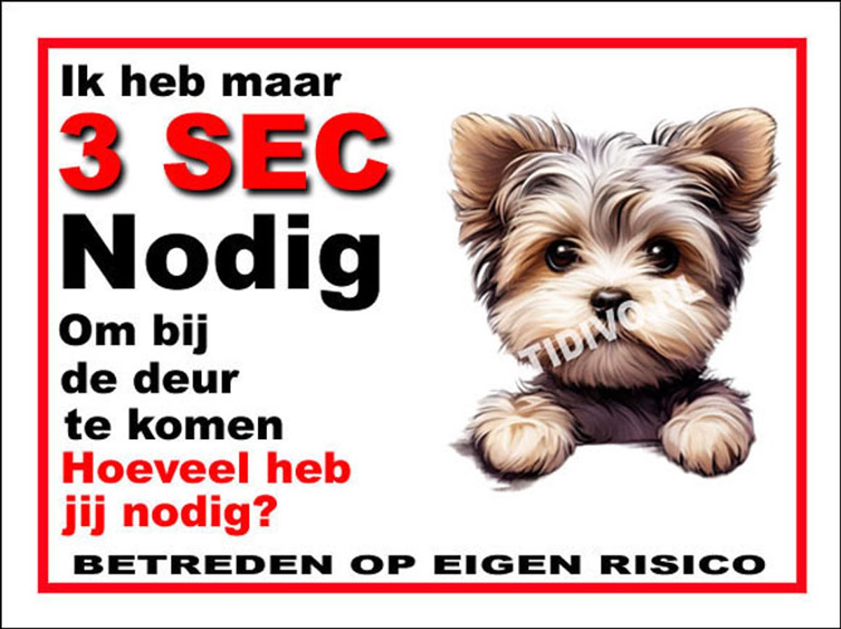 Morkie 7