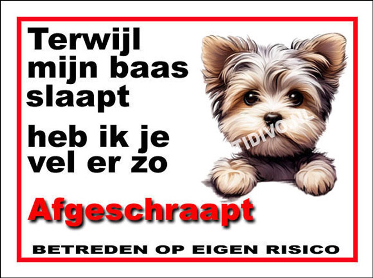 Morkie 15