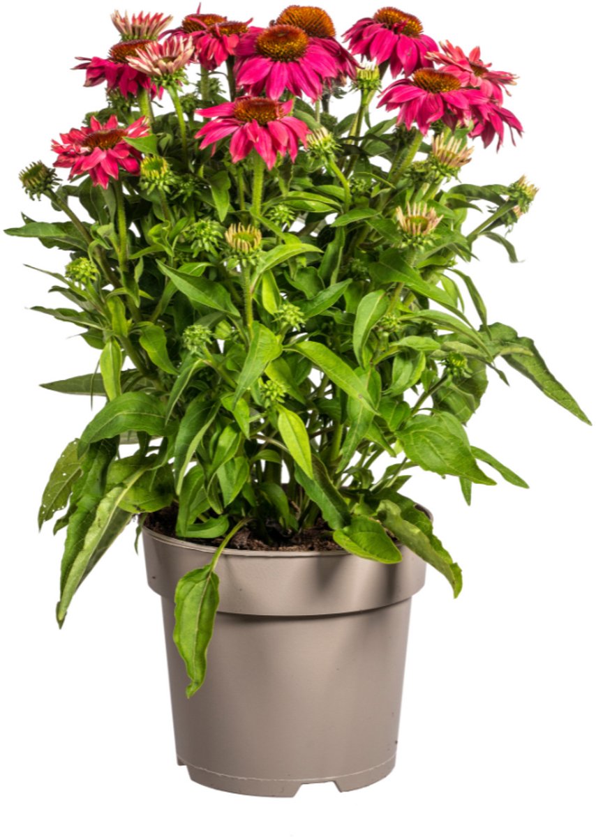 Tuinplantenshop.com | Echinacea Purpurea - roze bloemen - Ø19cm - 60-70cm hoog - Tuinplant