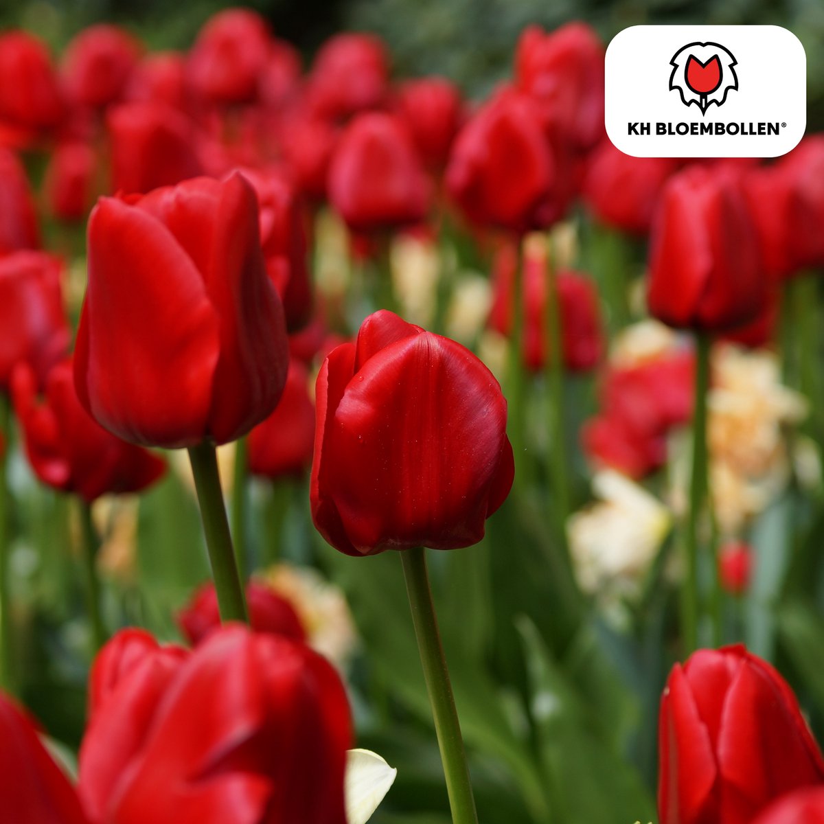 Tuinplantenshop.com | Tulpenbollen 'Ile de France' | 20 Stuks | Dieprode Tulp - Ø5cm - 30-50cm hoog - Bloembol - Tuinplant