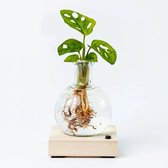 BloomGift | Lichtplantje | Hydroponie | Monstera Adansonii l Incl. houten blokje + LED