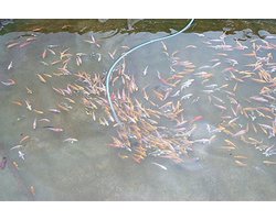 koivoer voor een goede groei 3 mm 12 kg met en proteïnegehalte van 40 % visvoer - visvoer - vissenvoer - vijvervoer - kleurvoer - koikorrel - korrels - voer - drijvend - koikarper – goudvis