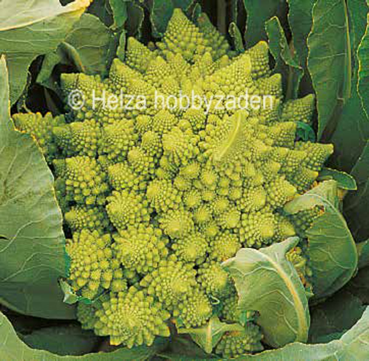 Bloemkool Veronica F1 "Romanesco" 12 zaden
