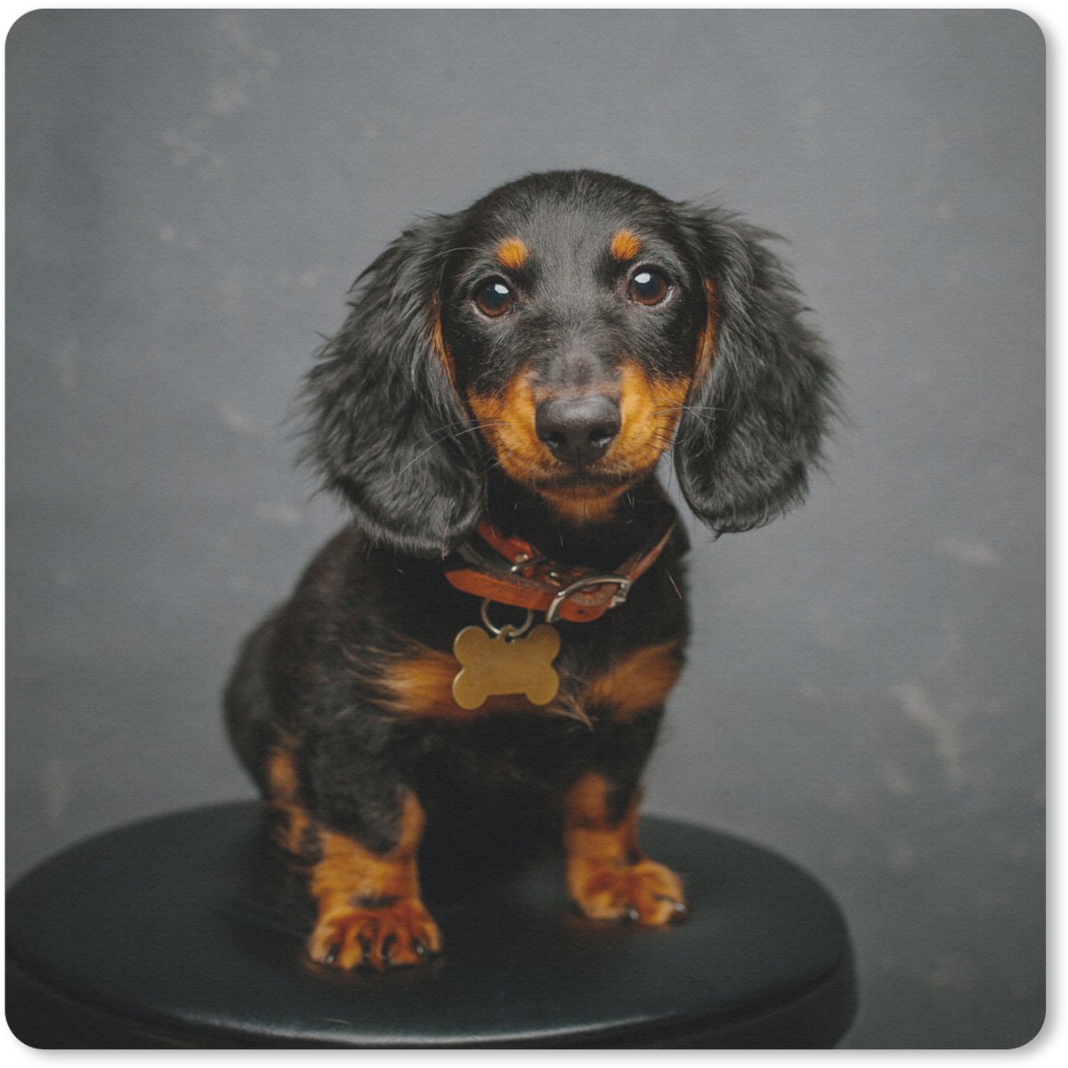 Muismat 20x20 cm - Mousepad Studio foto van teckel puppy - Muismatten
