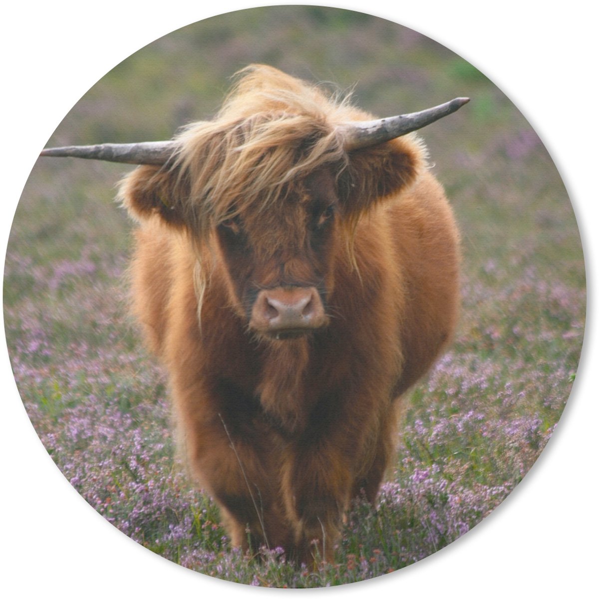 Muismat rond 20x20 cm - Mousepad Schotse Hooglander - Heide - Dieren - Ronde muismatten