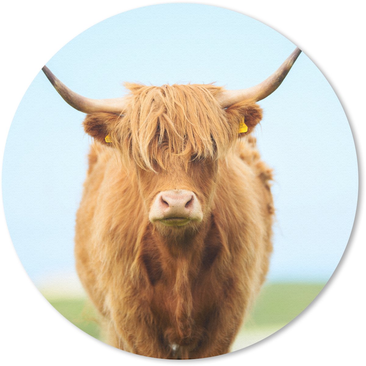 Muismat rond 50x50 cm - Mousepad Schotse hooglander - Haar - Gras - Ronde muismatten