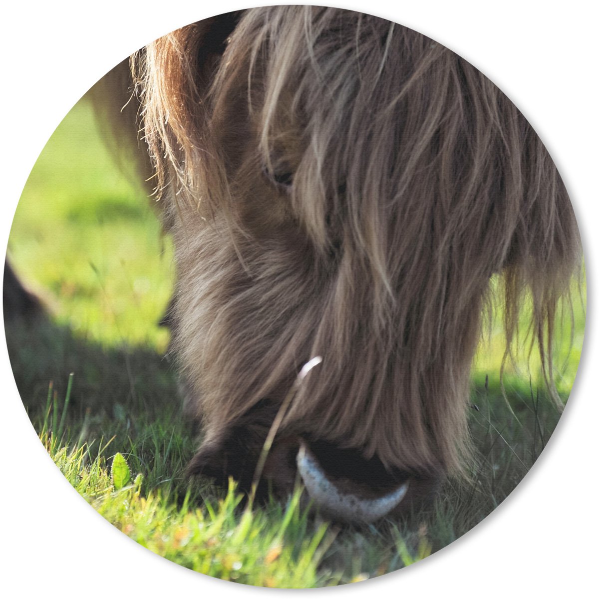 Muismat rond 50x50 cm - Mousepad Schotse Hooglander - Hoorns - Zon - Ronde muismatten