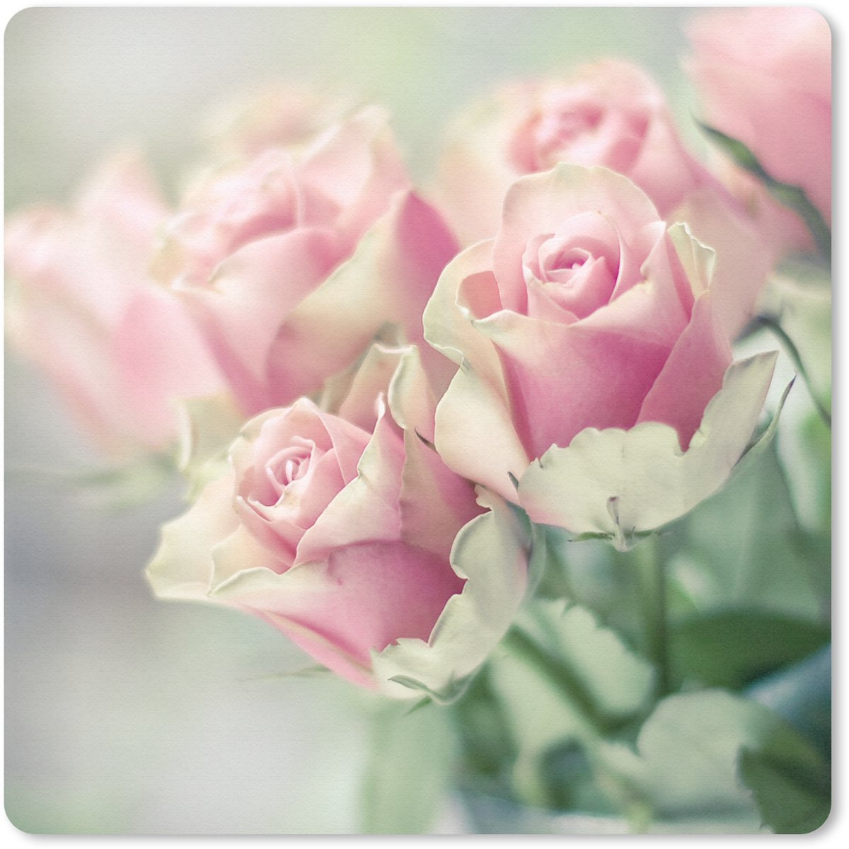 Muismat 20x20 cm - Mousepad Roze rozen schijnen in het felle zonlicht - Muismatten