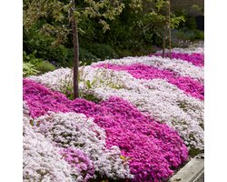 Kussenphlox (Phlox subulata) - mix Kruipende Vlambloem (Driepack) - Vaste planten - Bijen-Vlinders - Snijbloemen - Geurend - Zomerbollen