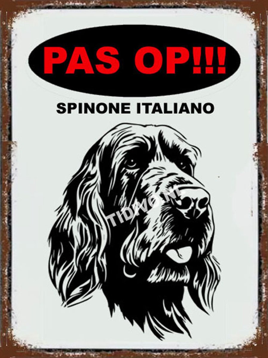 Spinone Italiano 17