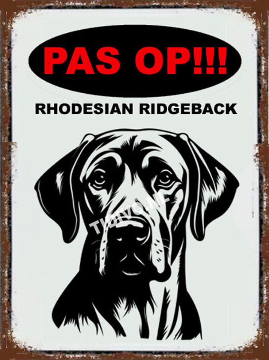 Rhodesian Ridgeback 17
