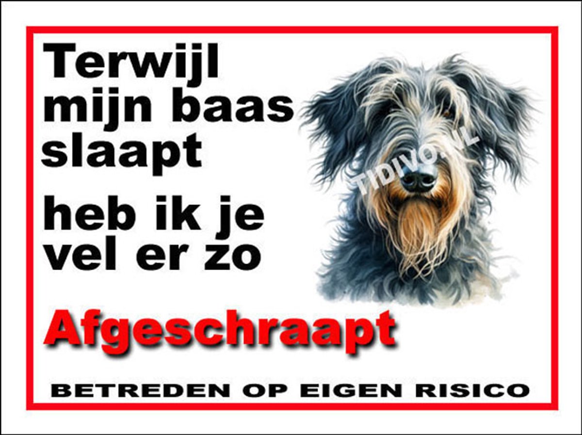 Schotse Deerhound 15