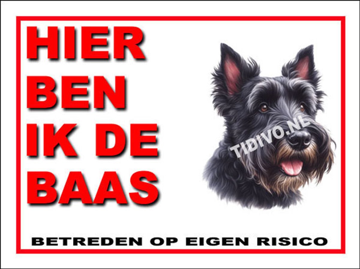 Schotsche Terrier 2