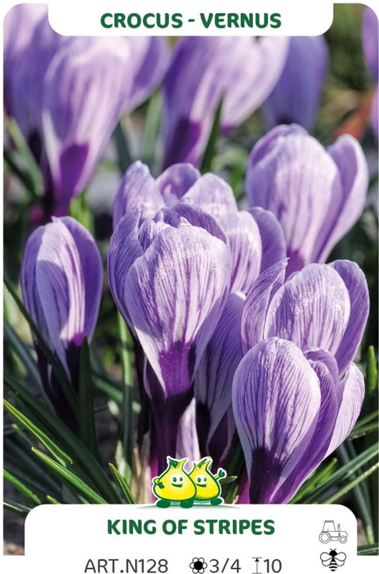 50 crocus - krokus King of the Striped - crocus bloembollen maat 8/+