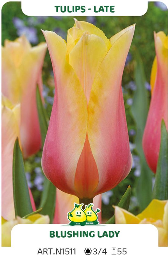 25 TULPEN Blushing Lady maat 12/+ - bloembollen - tulp - dikke bollen