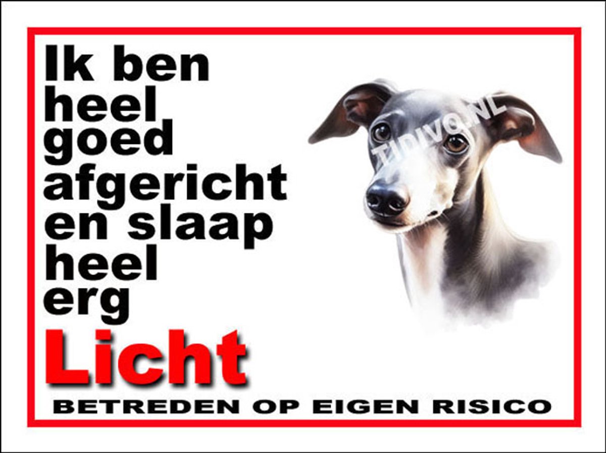 Italiaanse Windhond 4