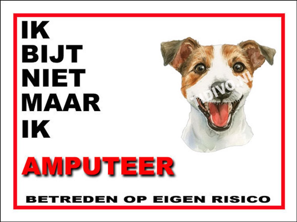 Jack Russell Terriër 5