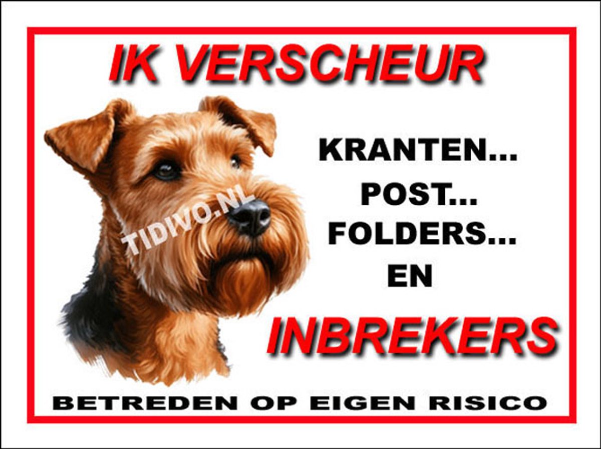 Ierse Terrier 8