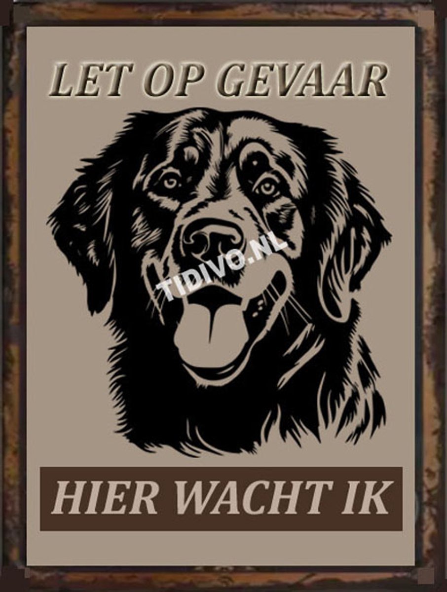 Golden Retriever 18