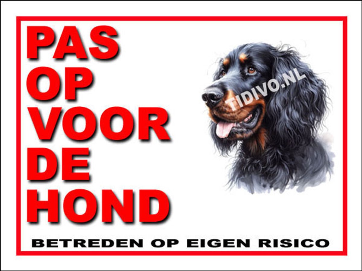 Gordon Setter 13