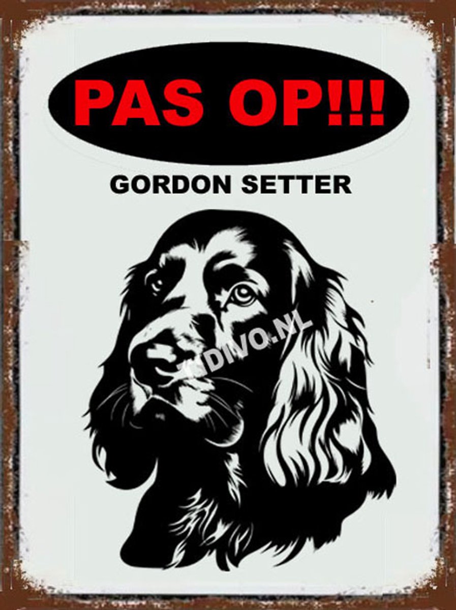 Gordon Setter 17