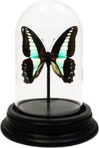 Opgezette vlinder in glazen stolp - Graphium sarpedon