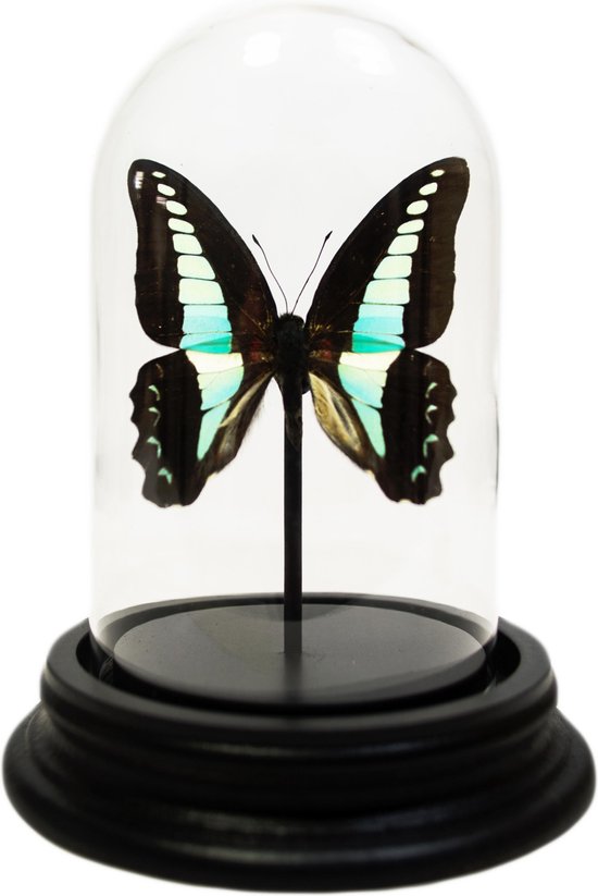 Opgezette Vlinder in Glazen Stolp - Graphium Sarpedon | bol.com