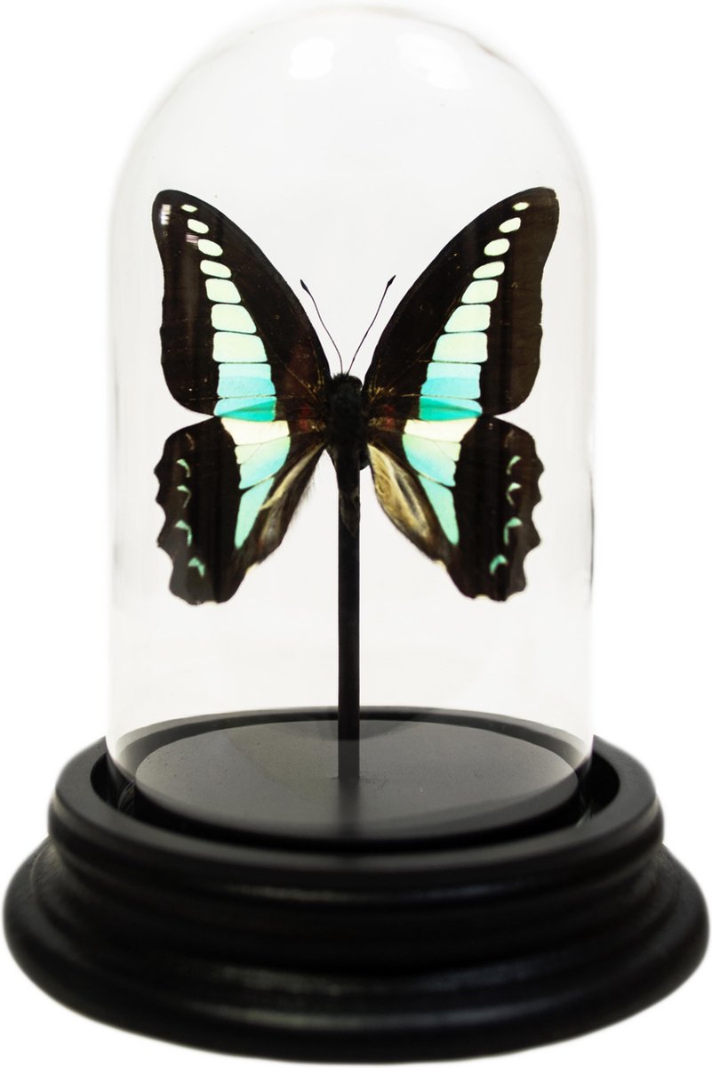 Opgezette Vlinder in Glazen Stolp - Graphium Sarpedon | bol.com