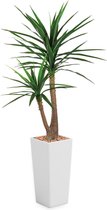 HTT - Kunstplant Yucca in Clou vierkant wit H185 cm