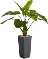 HTT - Kunstplant Philodendron in Clou vierkant antraciet H165 cm