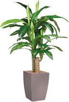 HTT - Kunstplant Dracaena Fragans in Genesis vierkant taupe H120 cm