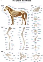Anatomie poster skelet paard (papier, 50x70 cm) + ophangsysteem