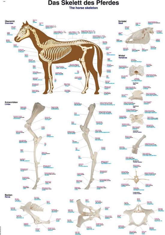 Poster Anatomie Cheval squelette (papier, 50x70 cm) + système de suspension