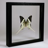 Opgezette vlinder in dubbelglas lijst - Graphium androcles