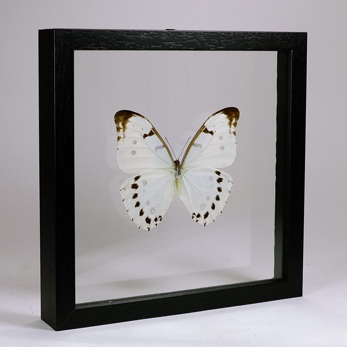 Opgezette Witte Vlinder in Dubbelglas Lijst - Morpho Luna