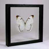 Opgezette witte vlinder in dubbelglas lijst - Morpho luna
