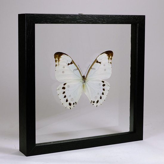 Opgezette Witte Vlinder in Dubbelglas Lijst - Morpho Luna