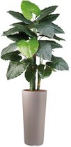 HTT - Kunstplant Philodendron in Clou rond taupe H185 cm